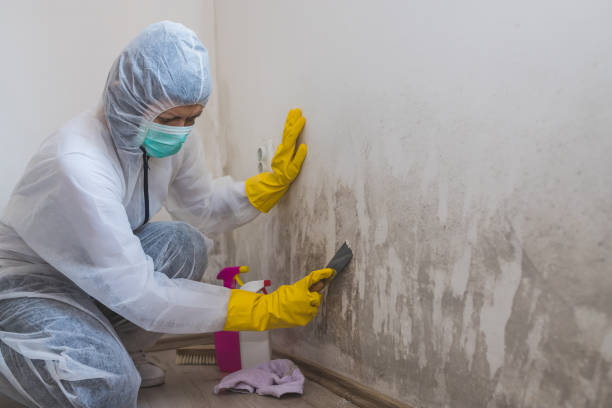 Mold Remediation for Rental Properties in Sarcoxie, MO